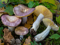 Russula parodorata