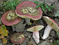 Russula vinosobrunnea