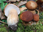 Boletus reticulatus