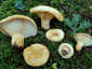 Lactarius intermedius