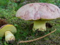 Boletus regius