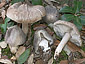 Tricholoma squarrulosum