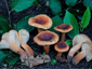 Lactarius fulvissimus