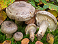 Lactarius fluens