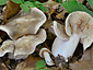 Lactarius acris