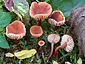 Lactarius omphaliiformis