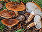 Tricholoma batschii