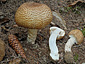 Agaricus augustus