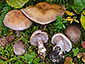 Cortinarius cobaltinus