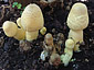 Leucocoprinus flos-sulphuris