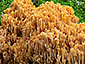 Ramaria largentii