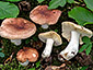 Russula convivialis