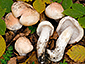 Hygrophorus poetarum