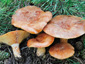 Lactarius deliciosus