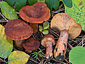 Lactarius britannicus fo. britannicus