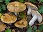 Russula foetens