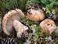 Cortinarius areni-silvae