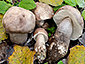 Leccinum duriusculum