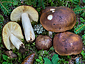 Russula integra