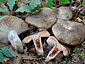 Russula nigricans