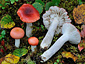 Russula griseascens