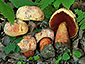 Boletus luteocupreus