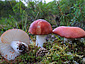 Russula paludosa