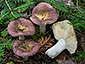 Russula firmula