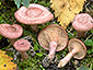 Lactarius spinosulus