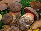 Boletus erythropus