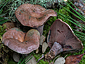 Lactarius sanguifluus