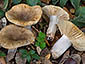 Russula praetervisa