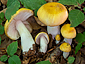 Russula solaris