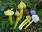 Hygrocybe citrinovirens