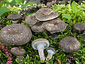 Lentinus tigrinus