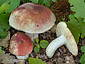 Russula velutipes