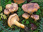 Cantharellus amethysteus