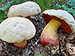 Boletus satanas