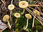 Lichenomphalia umbellifera