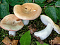 Russula roseoaurantia