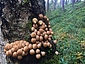 Lycoperdon pyriforme