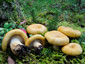 Lactarius scrobiculatus