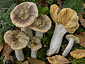 Russula odorata