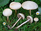 Agrocybe molesta