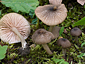 Entoloma ochromicaceum