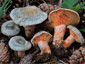 Lactarius semisanguifluus