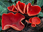 Sarcoscypha coccinea