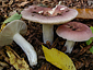 Russula vesca