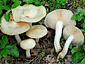 Entoloma sepium