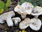 Lactifluus vellereus